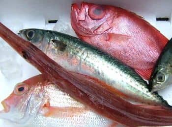 鮮魚セット1