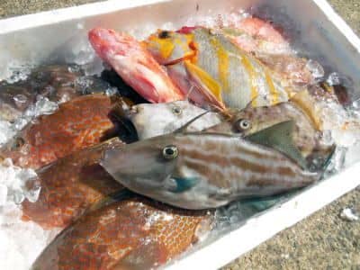 鮮魚セット例4