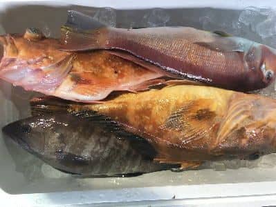 鮮魚詰め合わせ