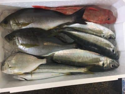 鮮魚セット例7