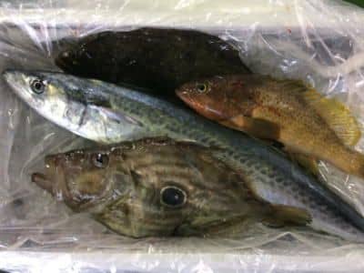 鮮魚セット例5