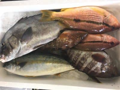 鮮魚セット1