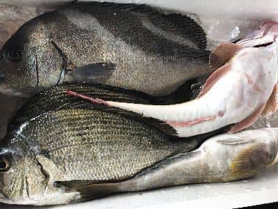 産地おまかせ鮮魚セット例2