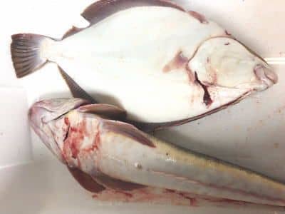 業務用鮮魚セット2