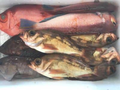鳥取鮮魚セット例1