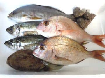 播磨灘鮮魚セット例2