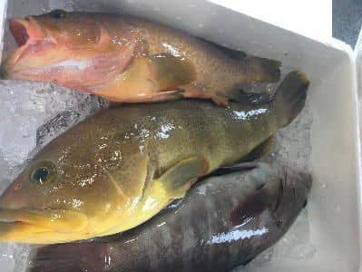 業務用鮮魚セットイメージ
