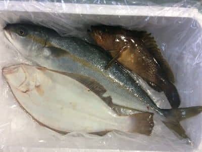 業務用鮮魚セット2