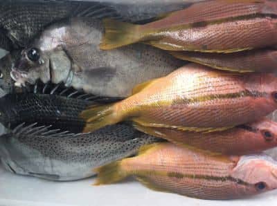 鳥取鮮魚セット例2