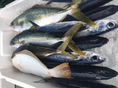 室戸鮮魚セット例3
