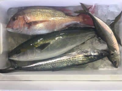 鳥取鮮魚セット例3