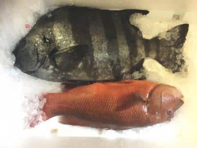 播磨灘鮮魚セット例3