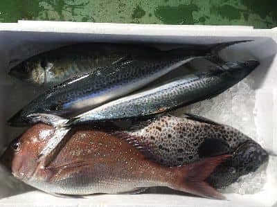 益田鮮魚セット例2