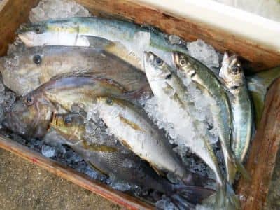 業務用鮮魚セットイメージ