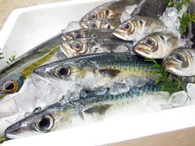 鮮魚セット3