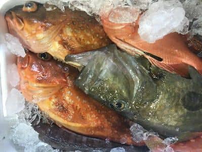産地おまかせ鮮魚セット2
