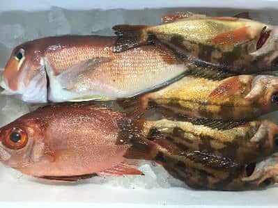 鳥取御来屋鮮魚セット