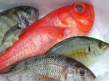 日戻り漁の鮮魚
