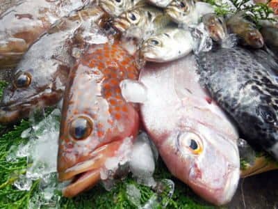 播磨灘鮮魚セット例1