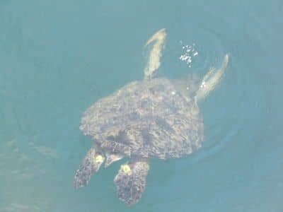室戸高岡漁港のウミガメ