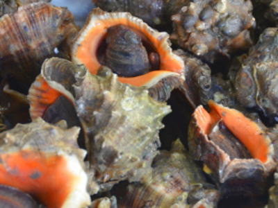 有明海産アカニシ