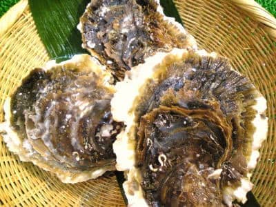 日本海山陰産岩ガキ