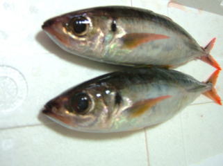 アカアジ1