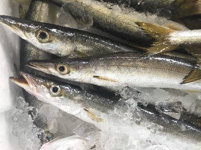 鮮魚:アカカマス