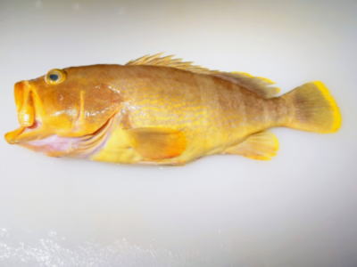 鮮魚:アオハタ