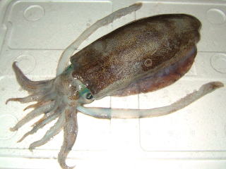 鮮魚:アオリイカ