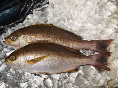 鮮魚:イサキ
