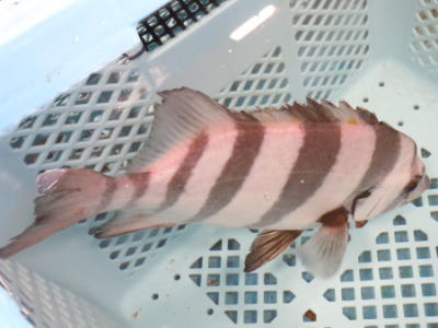 鮮魚:イシダイ