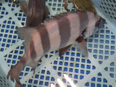 鮮魚:イシダイ