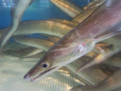 鮮魚:ハモ