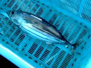 鮮魚:カツオ