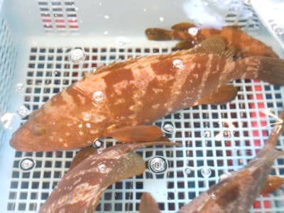 キジハタ