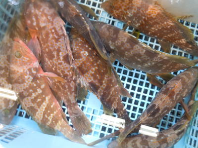 鮮魚:キジハタ