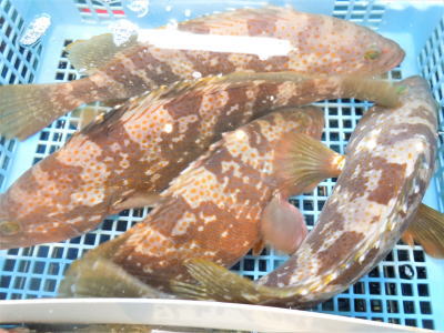 鮮魚:キジハタ