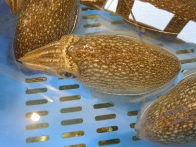 鮮魚:コウイカ