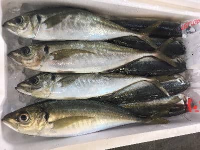 鮮魚:マアジ