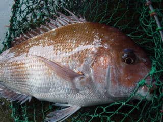 鮮魚:マダイ