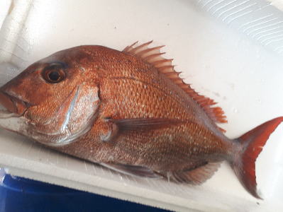 鮮魚:マダイ