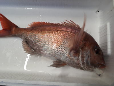 鮮魚:マダイ