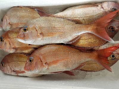 鮮魚:マダイ