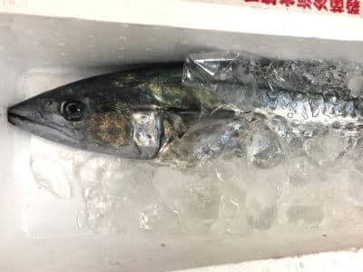サワラ4