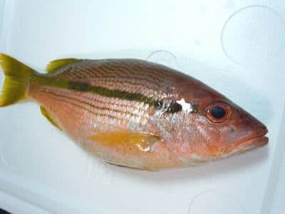 鮮魚:ヨコスジフエダイ