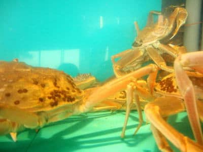 水槽の中の松葉ガニ