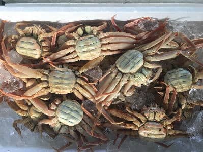 鳥取県産セコガニ